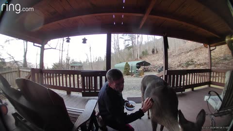 Deer 🦌 NW NC at The Treehouse 🌳 Lady comes back after breakfast for some one on one time ❤️