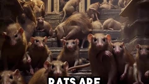 3 cities with the most rats