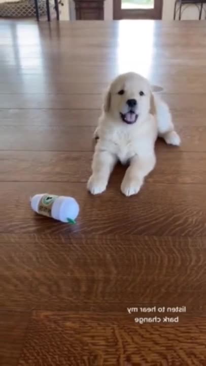 Cute and Funny Dog Videos | Aww Animals