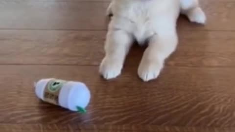 Cute and Funny Dog Videos | Aww Animals