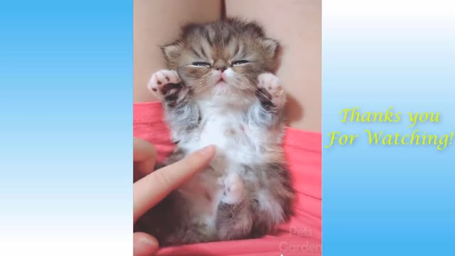 Cute funny cats