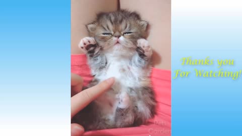 Cute funny cats