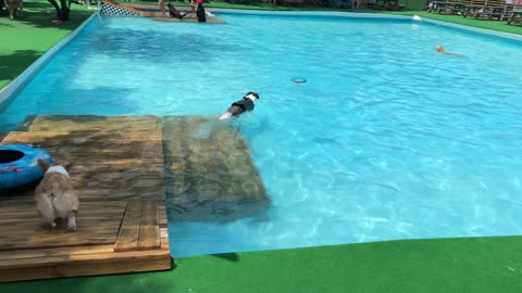 Border collie at the dog pool.