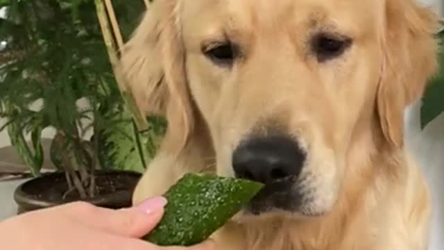 3.ASMR Golden Retriever Eating Crunchy Cucumber _ LEOASMR