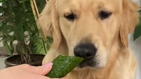 3.ASMR Golden Retriever Eating Crunchy Cucumber _ LEOASMR