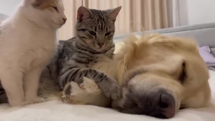 Poor Golden Retriever Attacked by Kittens