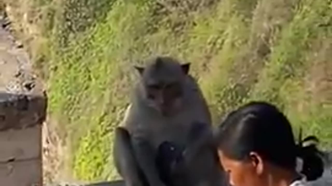 Monkeys In Bali, steal phones and eyeglasses to negotiate for food