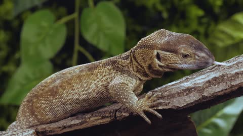 Lizard resting on a trunk closeup in slow motion