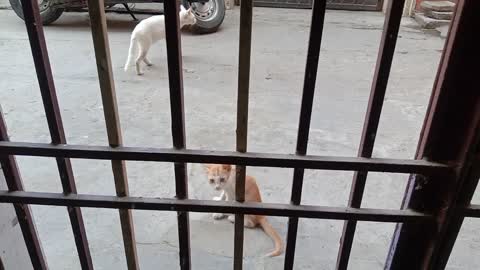 Small cat big cat meeting amazing movement