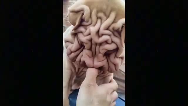 Cute Cat And Dog Funny Videos no.1