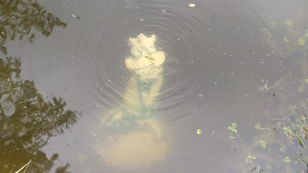 Drowned the princess