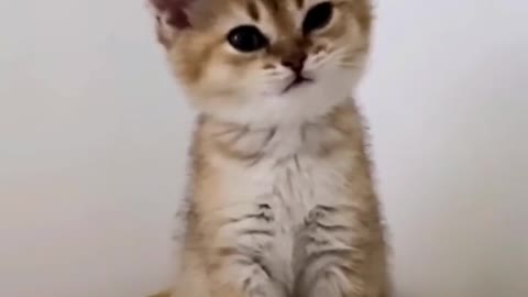 Ears are so cute, cute, pet debut plan, kitty