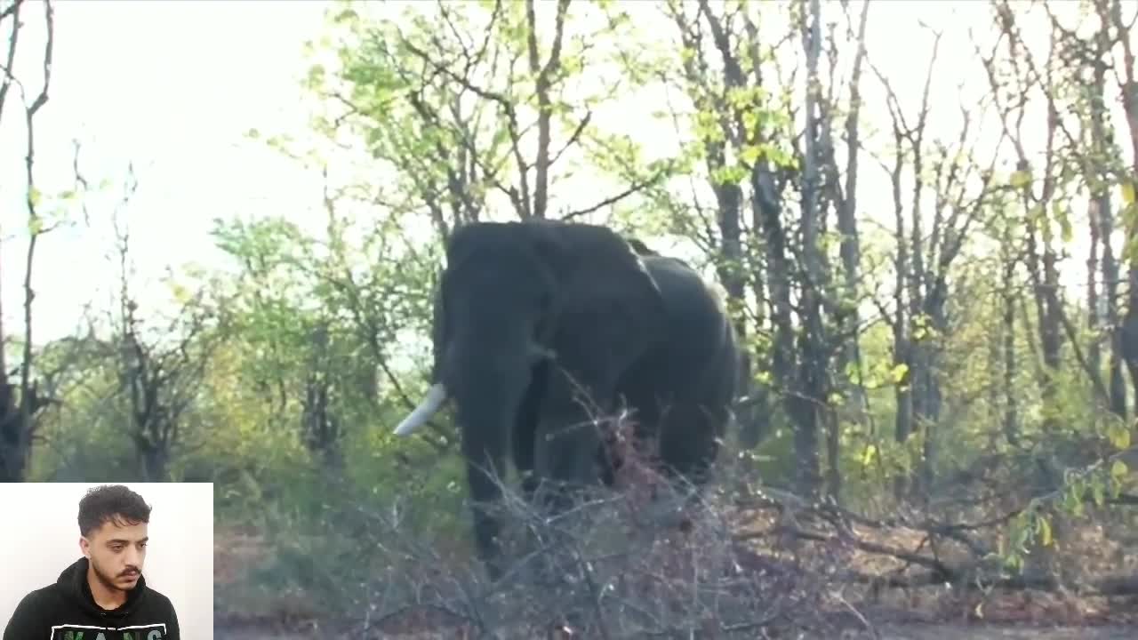 Elephante VS Hunter in africa