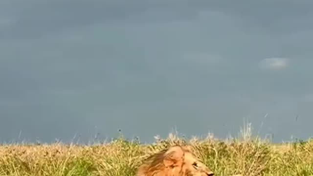 Lions🦁🦁