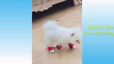 Funny Animal Videos 2022 😂 - Best Funny Dogs And Cats Videos 2022 😺#Shorts