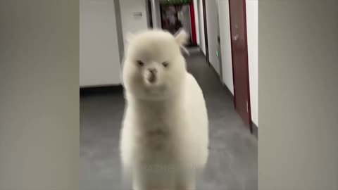 Funny animals # 7