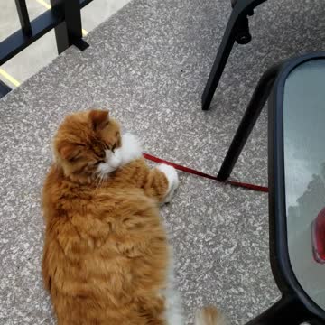 Cat out on the balcony