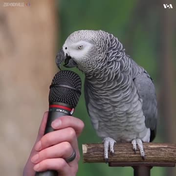 Amazing Talking Parrot Bird