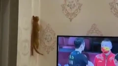 The cat is walking on the wall