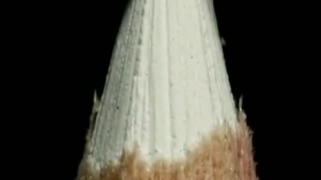 cut the pencil and bring it closer