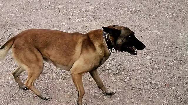 Perro Pastor Belga Malinois brincando alto