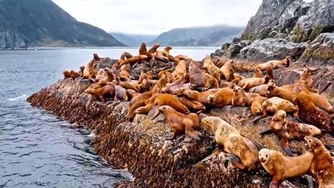 Wild animal video