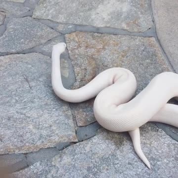 white snakes with no teeth and venom