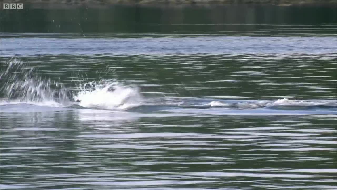 Amazing Orca Dolphins Leap from the Water | Deadly 60 | BBC Earth