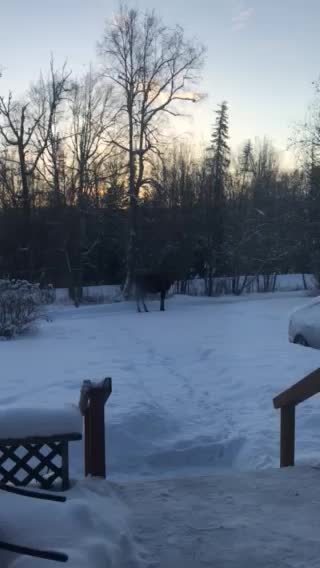 Moose in the yard!