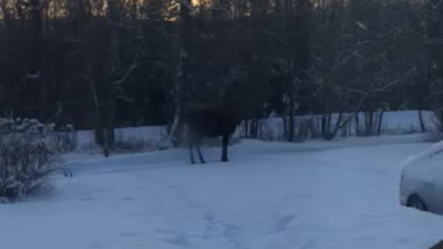 Moose in the yard!