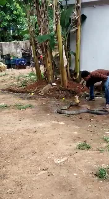 Stunning moment snake rescuer gives King Cobra a cold bath on hot day