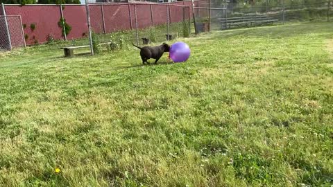 Soda the Staffy pushing her ball