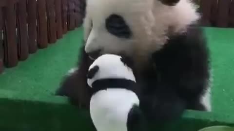 Cute animal