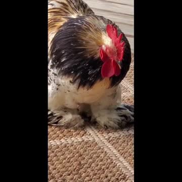 Our Sleepy Little Rooster