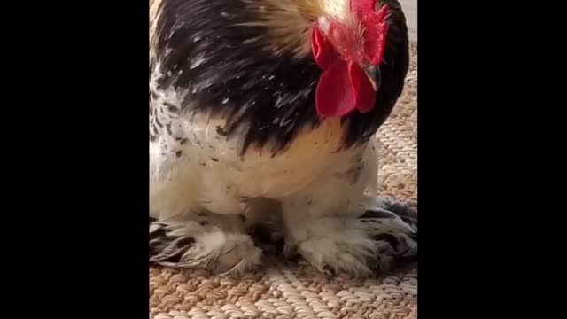 Our Sleepy Little Rooster