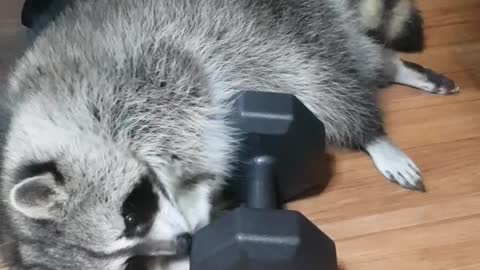 Raccoon wants to be healthy