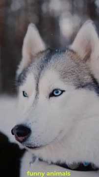 Funniest Animals - Best Of The 2022 Funny Animals Videos 🐱🐶 #79