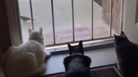 3 Cats and dog???