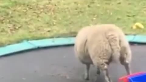 Animals love Trampolines