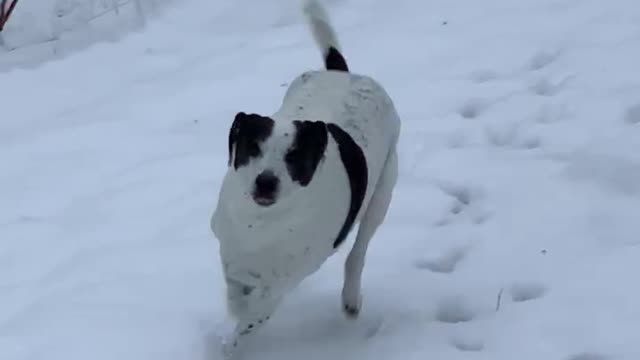 Pointer Mix Loves Running in The Snow 1/31/21