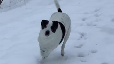 Pointer Mix Loves Running in The Snow 1/31/21