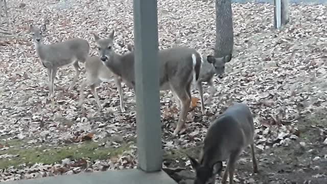 Coaxing 3 small deer to eat..