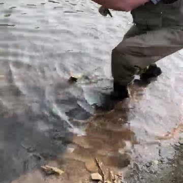MasterFisher catches trout in wyoming