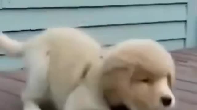 Golden Retriever Puppy with New Friend