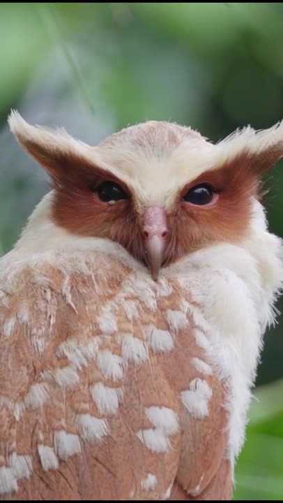 Crested OWL PUP