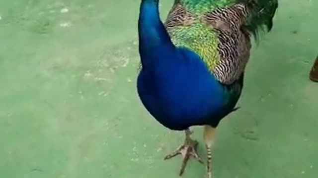 coffee with peacocks