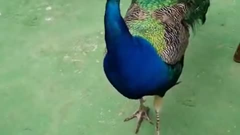 coffee with peacocks