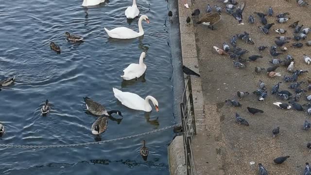 ducks, swans and lakes