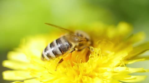 bee collecting pollen on yellow flower