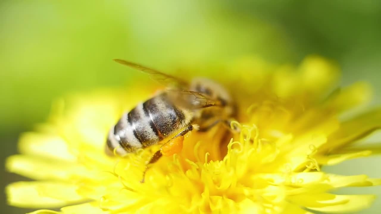 bee collecting pollen on yellow flower